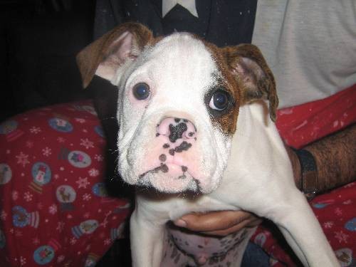 A MIS 3 MESES DE EDAD